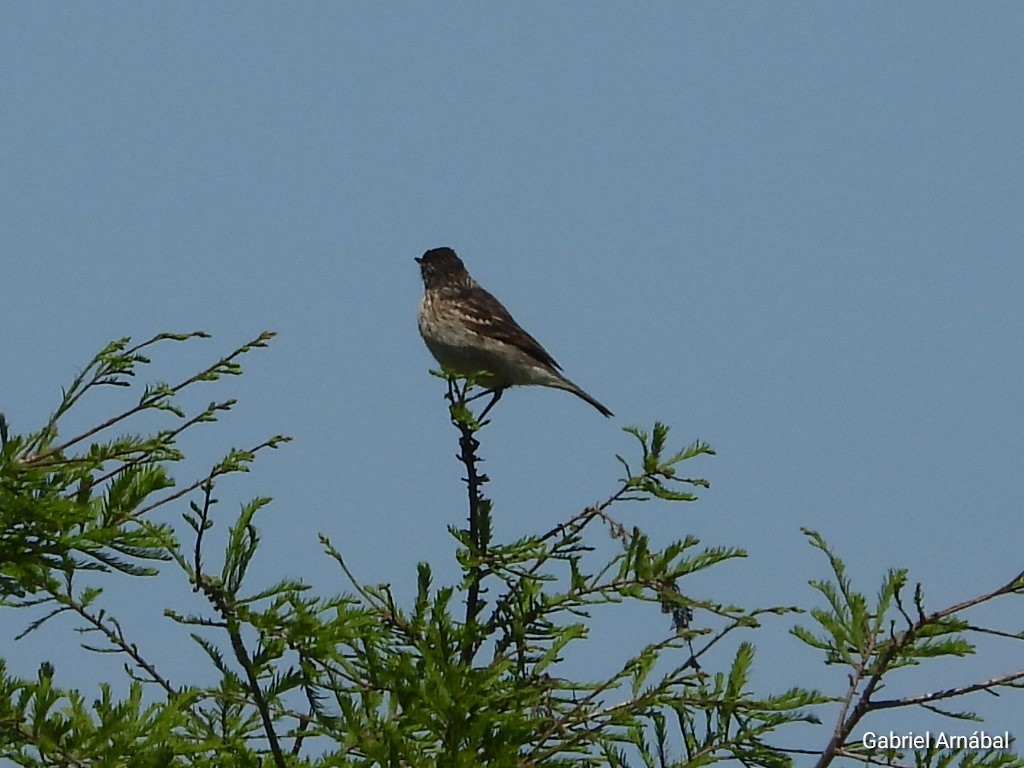 Spectacled Tyrant - ML642852581