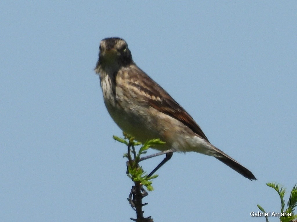 Spectacled Tyrant - ML642852582