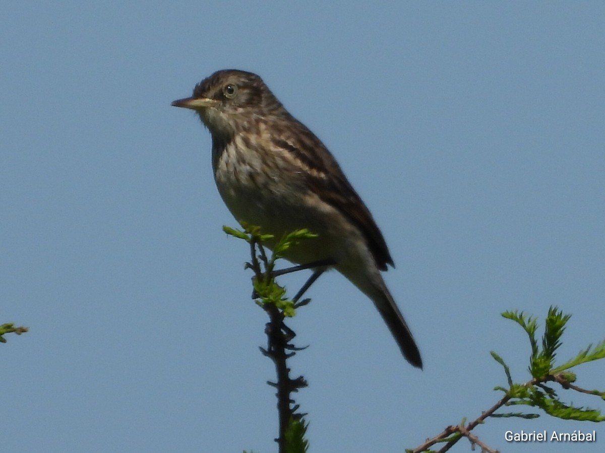 Spectacled Tyrant - ML642852583