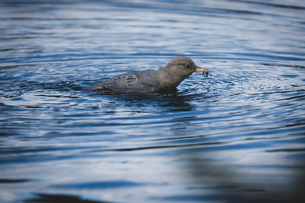 American Dipper - ML642852585