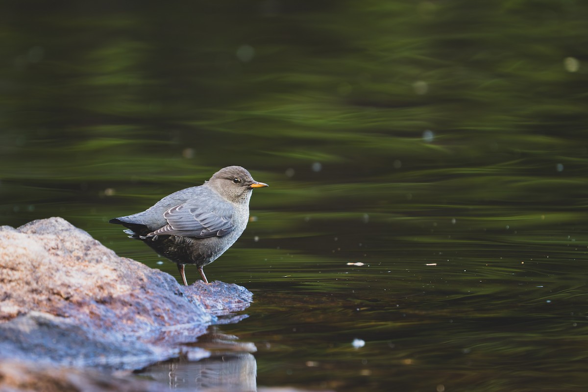 American Dipper - ML642852586