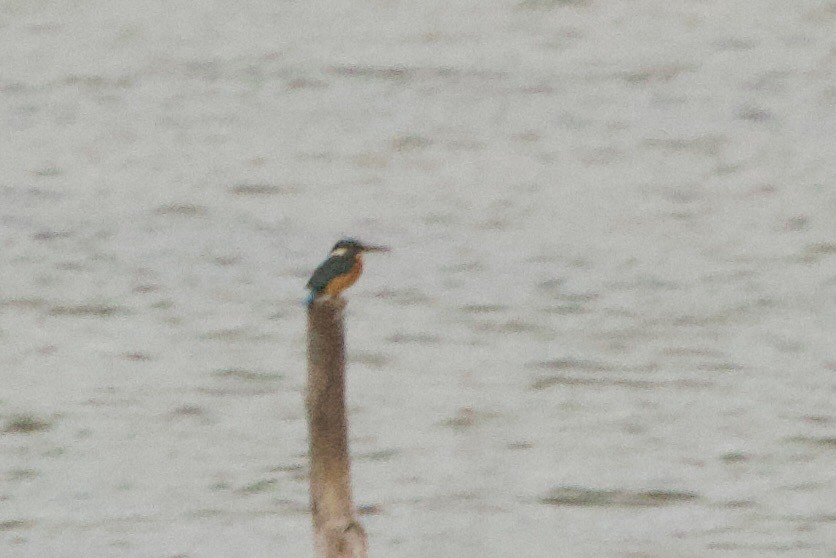 Martin-pêcheur d'Europe - ML642852602