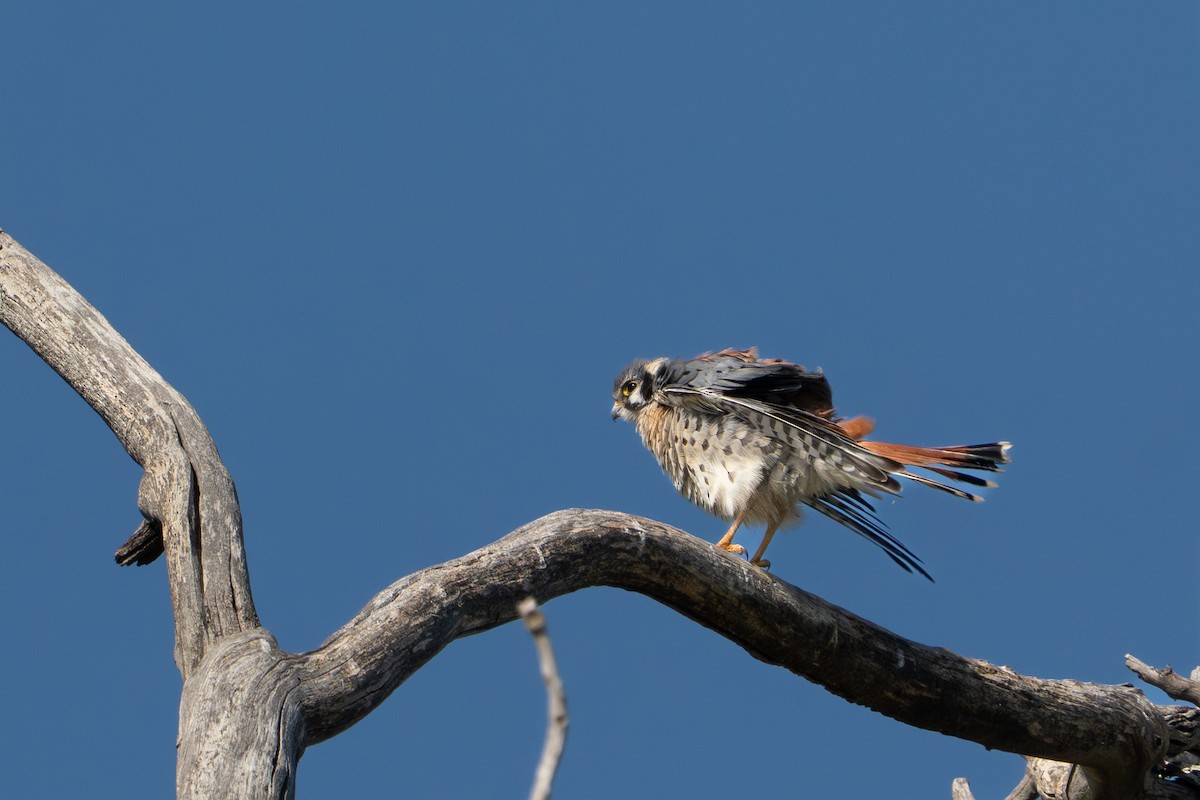 American Kestrel - ML642852617