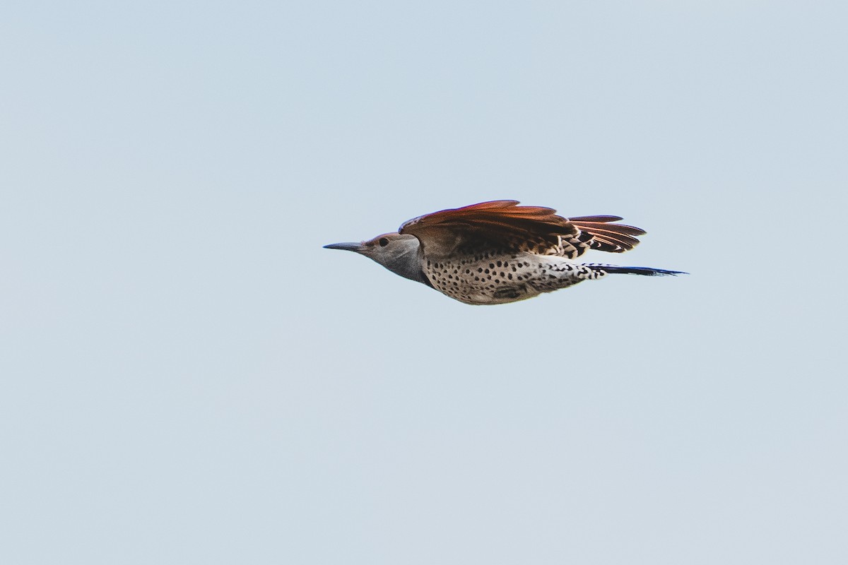 Northern Flicker - ML642852619