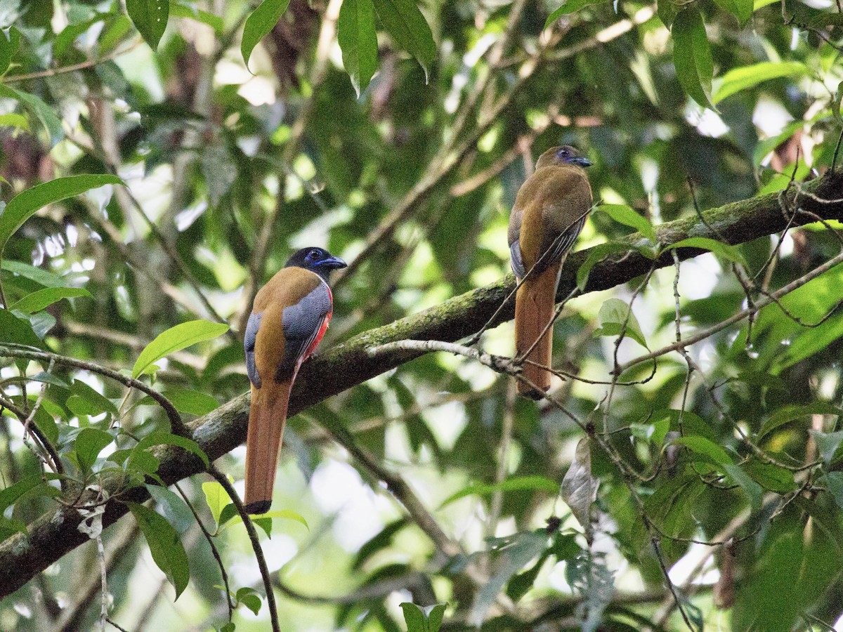 Malabar Trogon - ML642852628