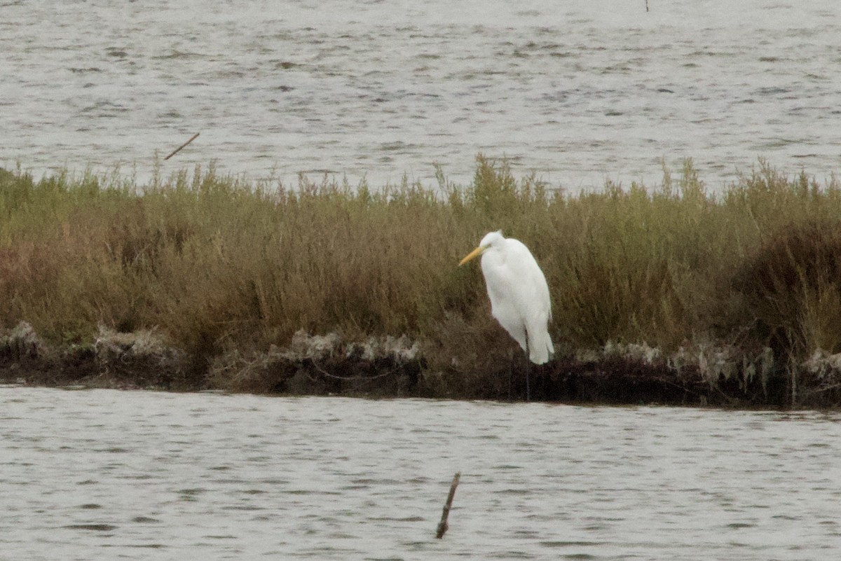 Grande Aigrette - ML642852662