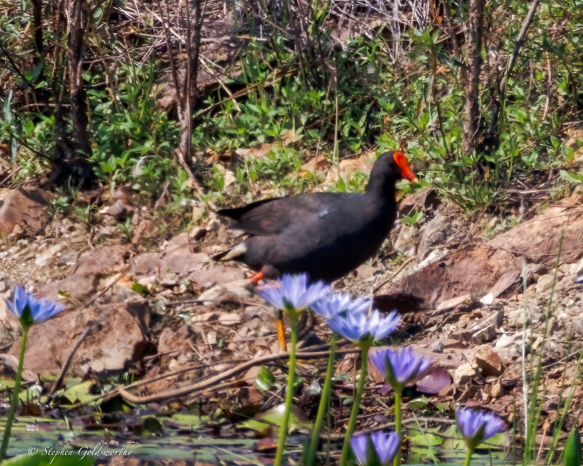 Dusky Moorhen - ML642852667