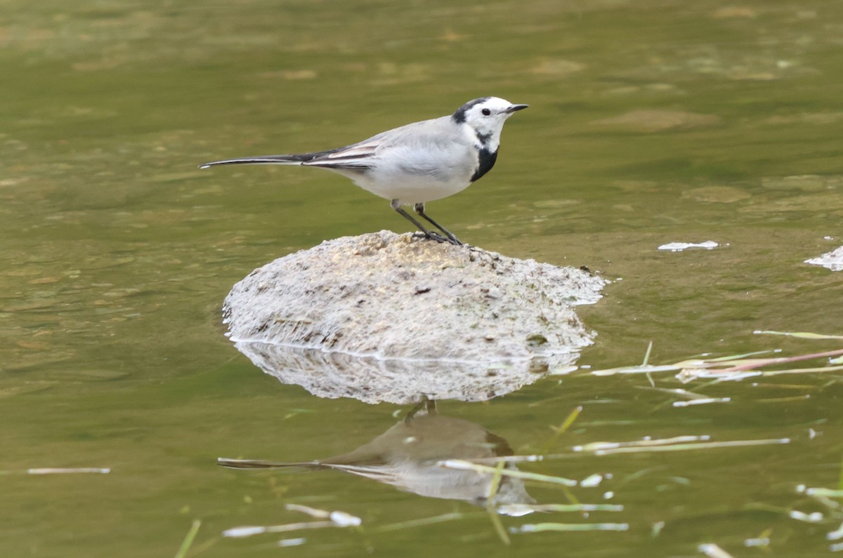 White Wagtail - ML642852681