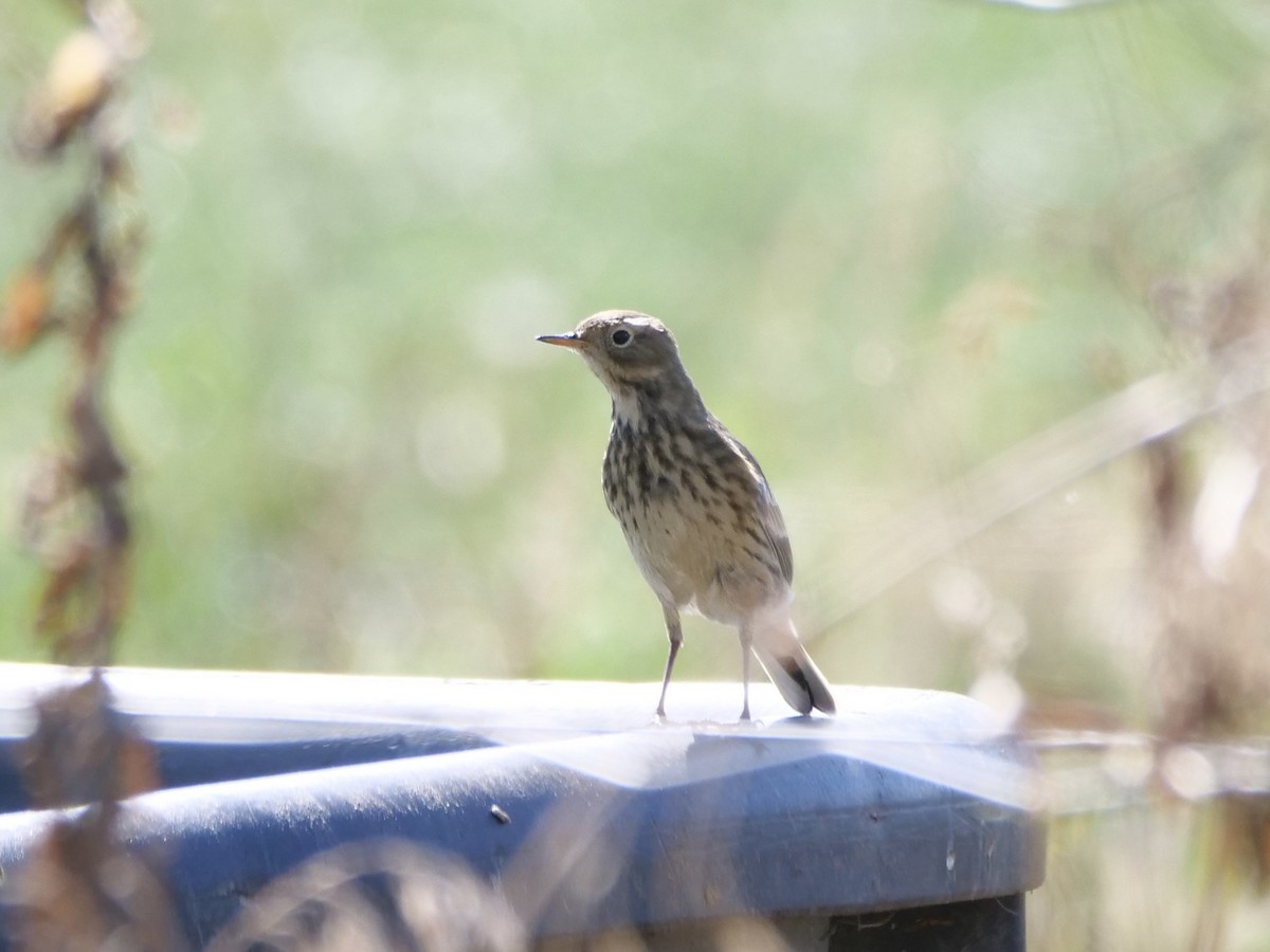 American Pipit - ML642852695