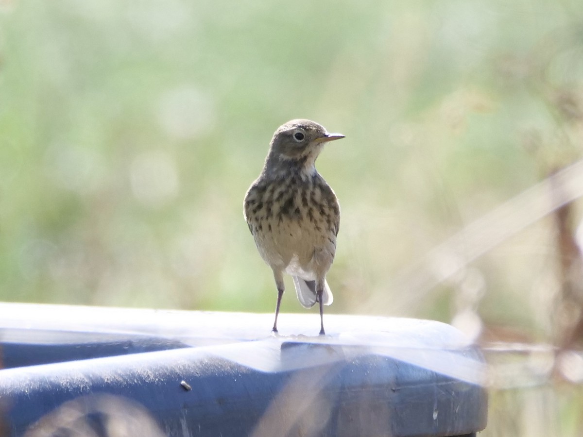 American Pipit - ML642852696