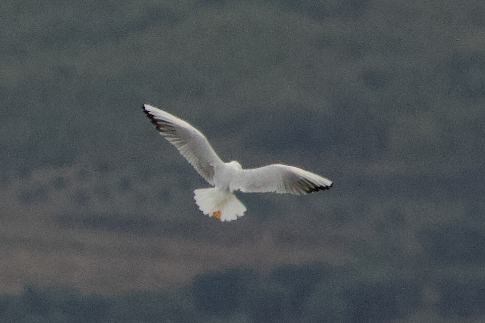 Goéland railleur - ML642852697