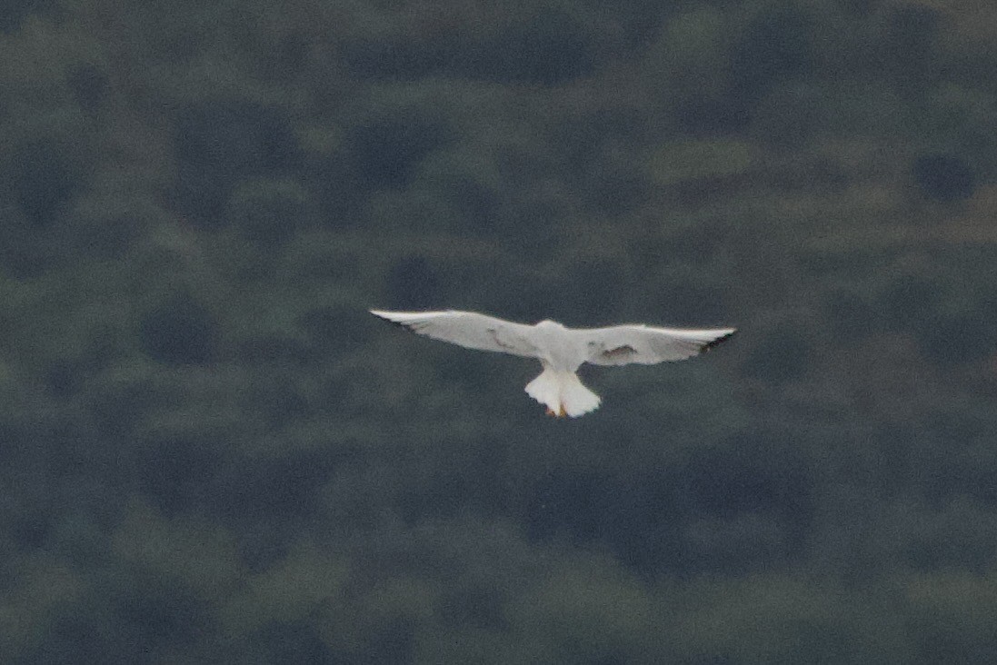 Goéland railleur - ML642852698