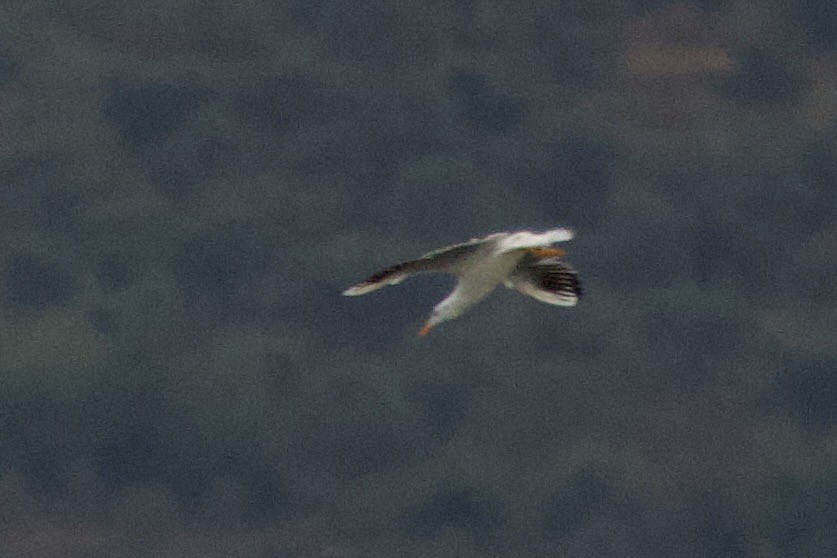 Goéland railleur - ML642852699