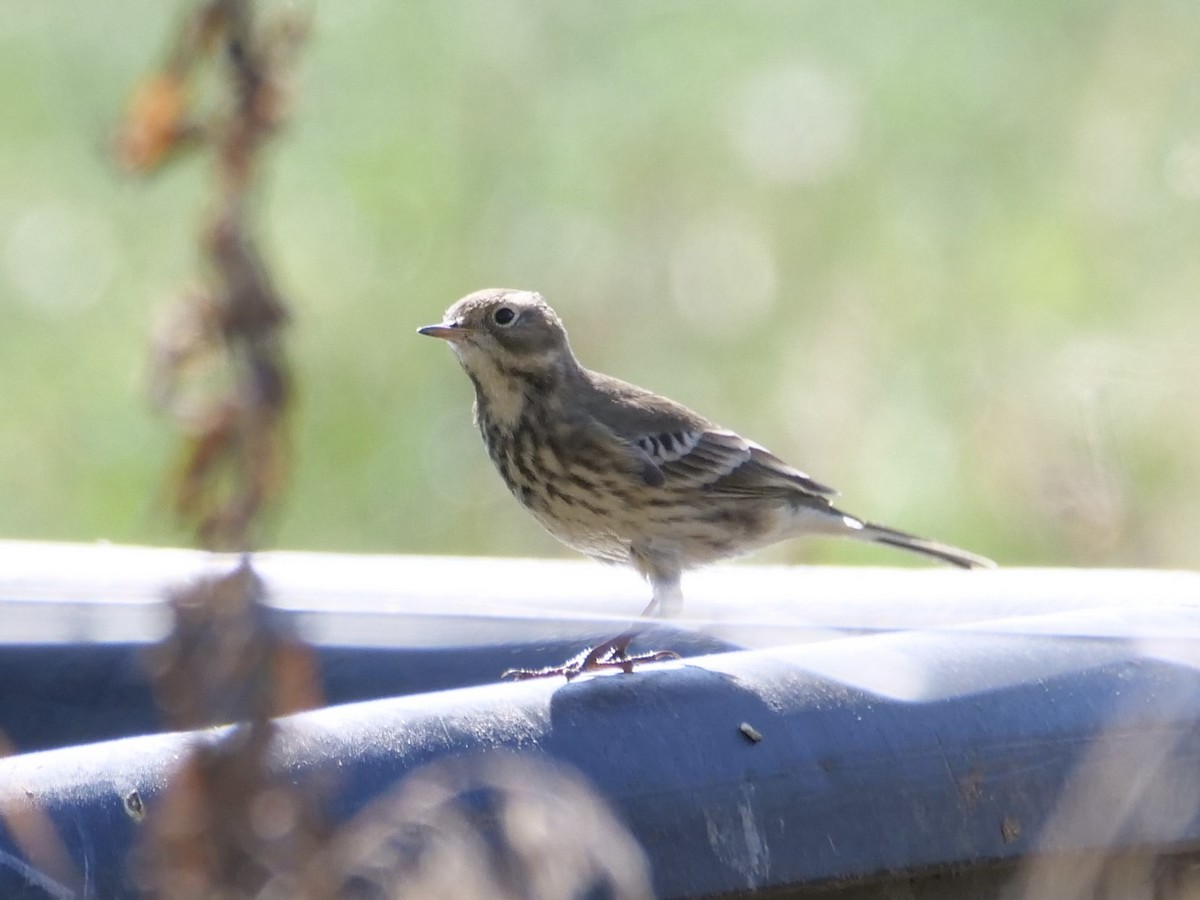 American Pipit - ML642852701