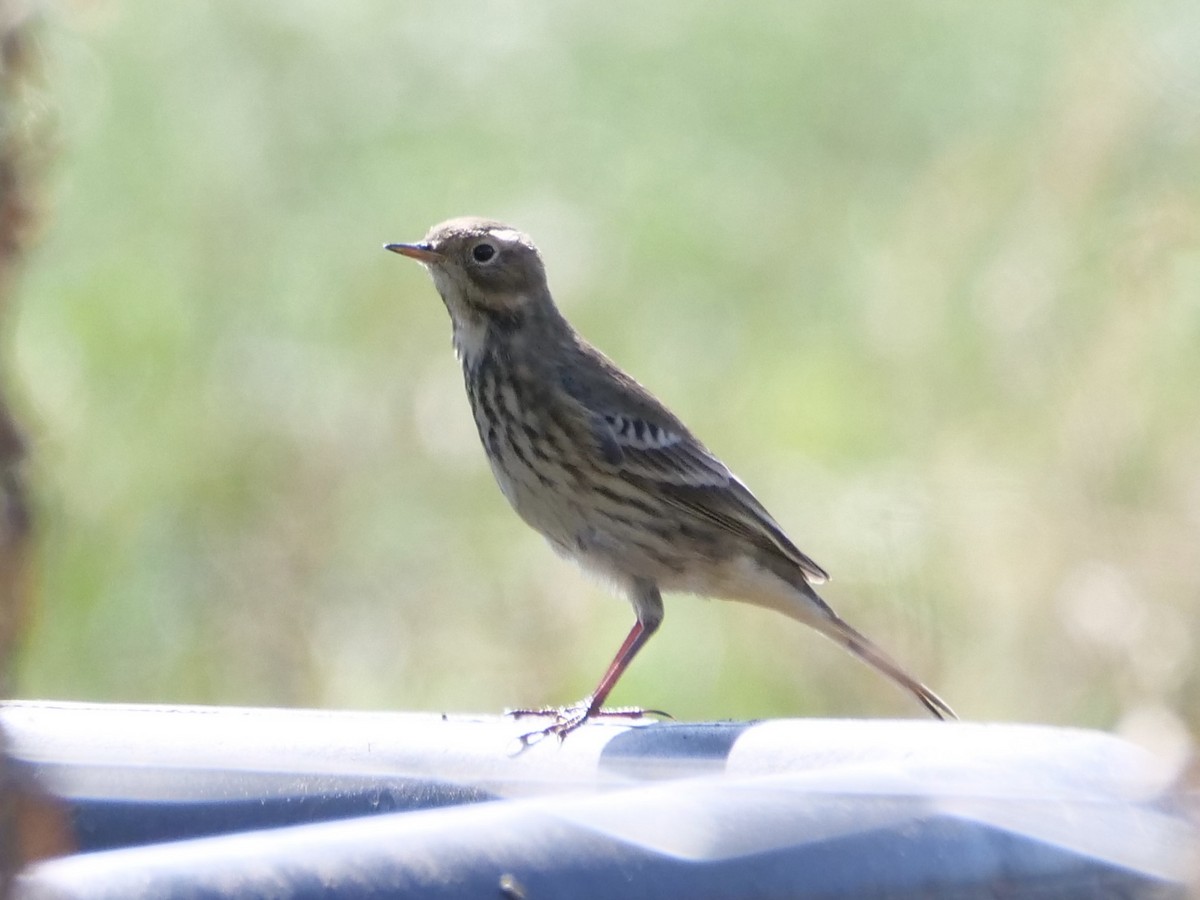 American Pipit - ML642852702