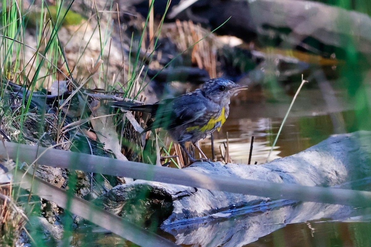 Eastern Yellow Robin - ML642852710