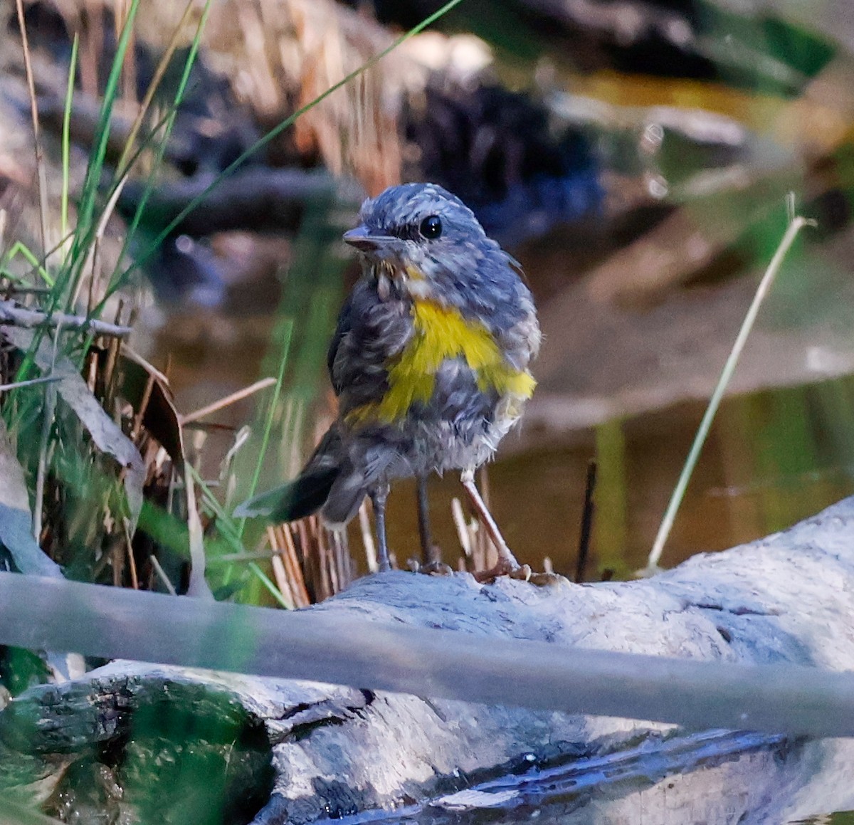 Eastern Yellow Robin - ML642852733