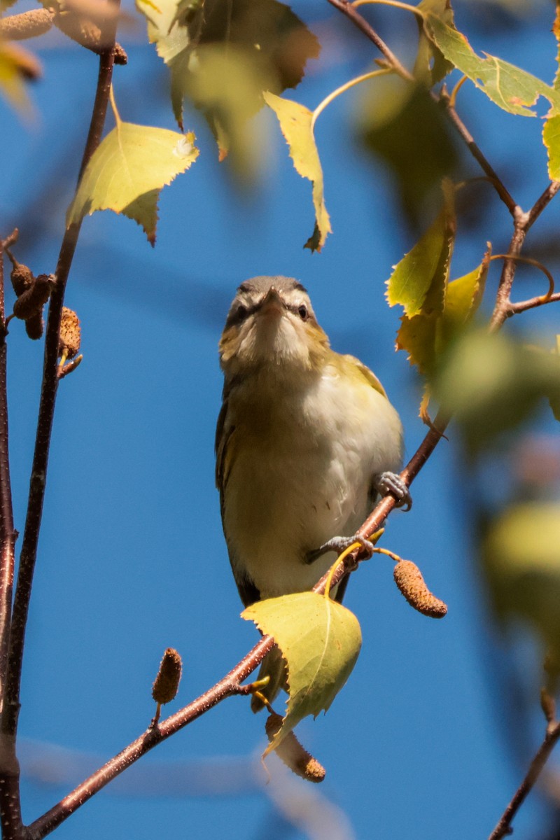 Red-eyed Vireo - ML642852762