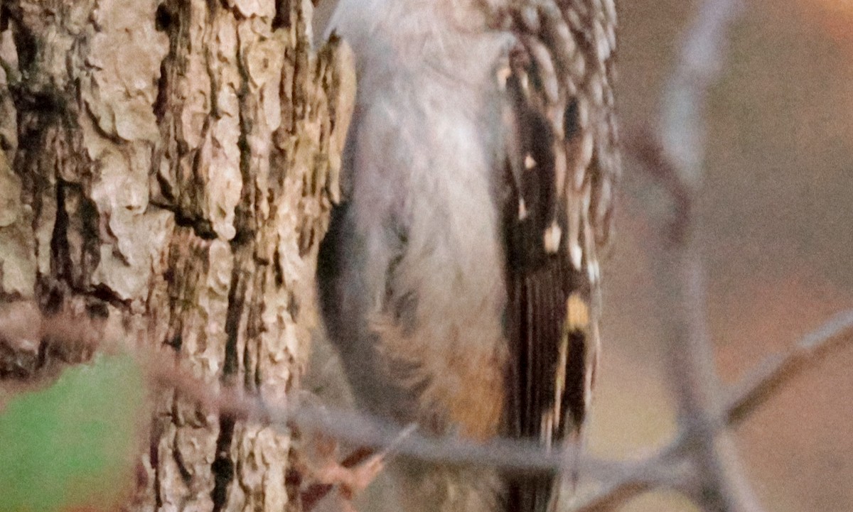 Brown Creeper - ML642852763