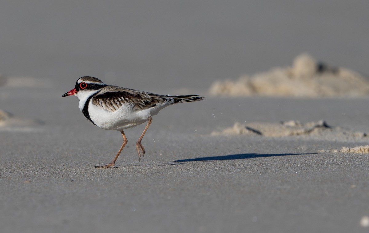 Black-fronted Dotterel - ML642852764