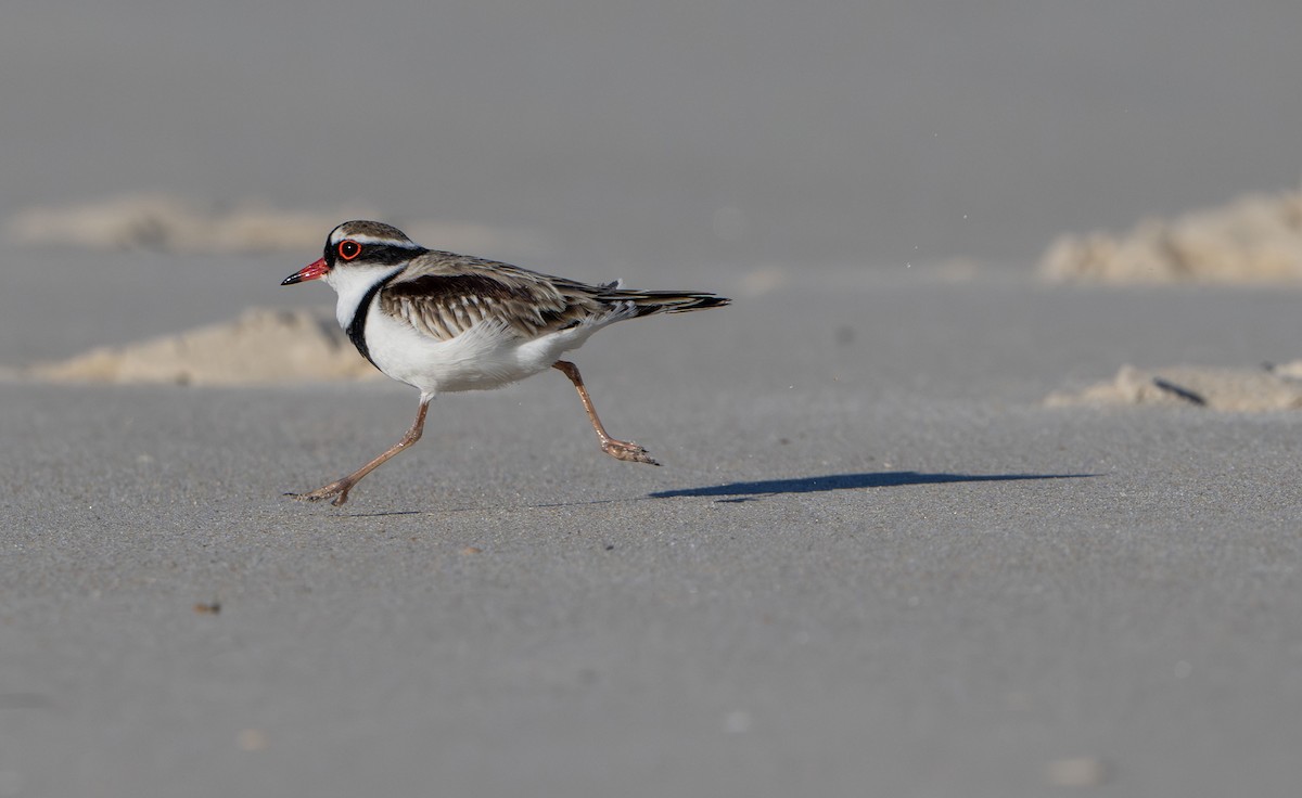 Black-fronted Dotterel - ML642852765