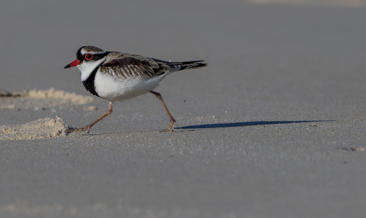Black-fronted Dotterel - ML642852766