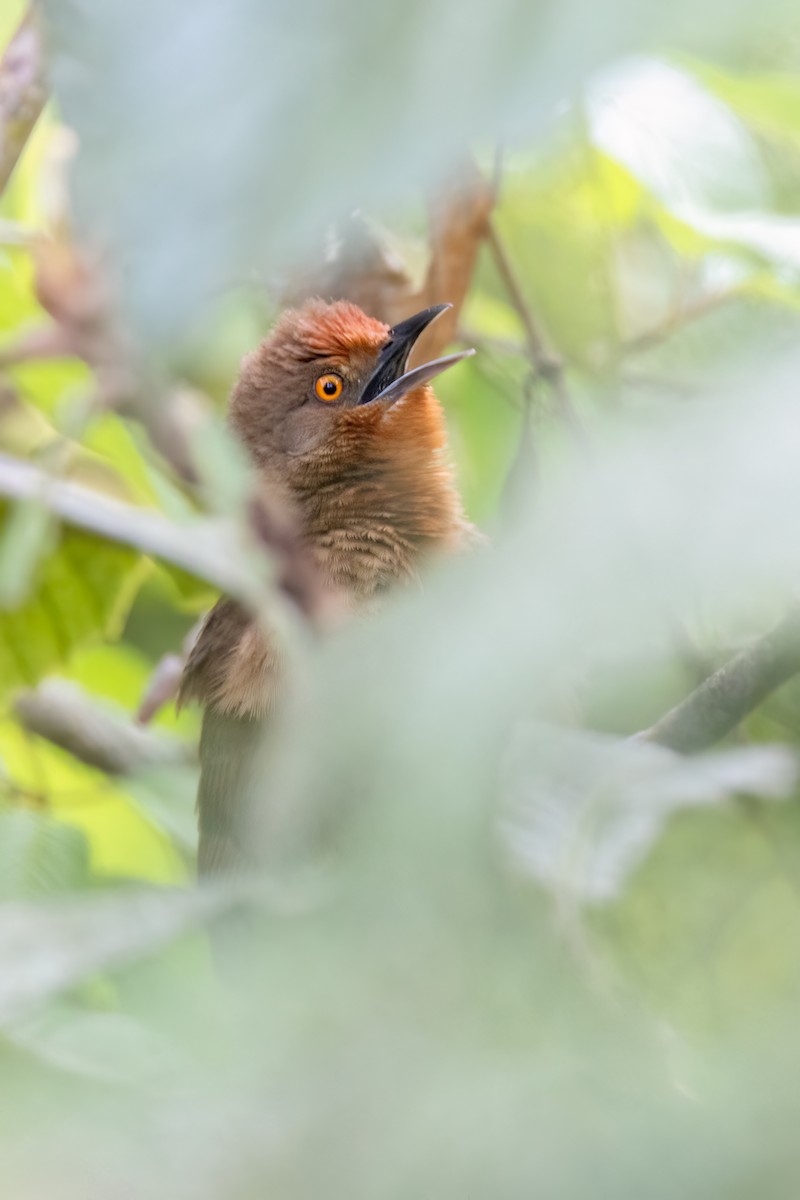 Orange-eyed Thornbird - ML642852767