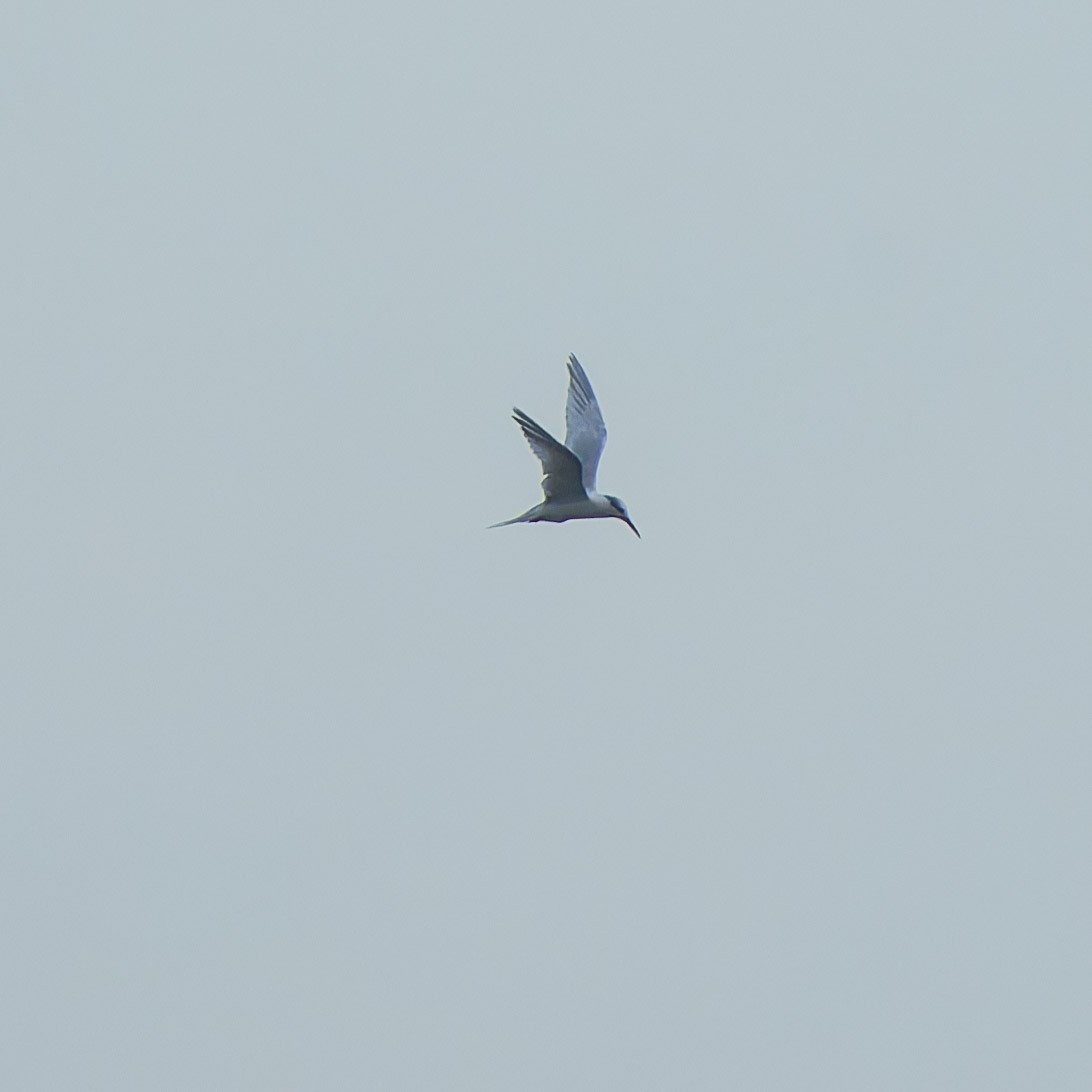 Sandwich Tern - ML642852768