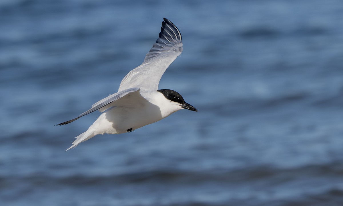 Australian Tern - ML642852771