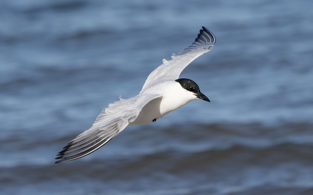 Australian Tern - ML642852772
