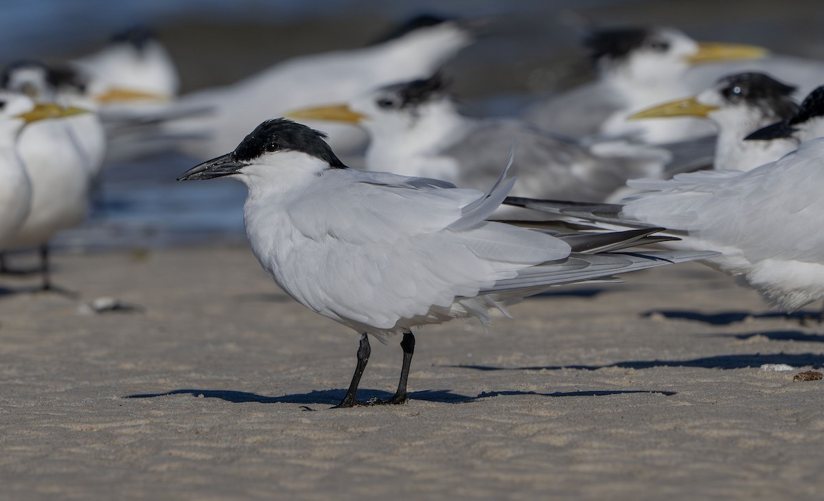 Australian Tern - ML642852773