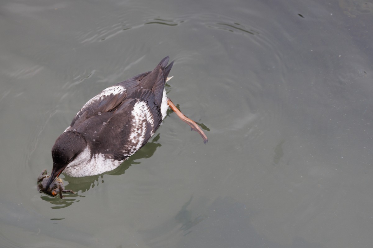 Pigeon Guillemot - ML642852774