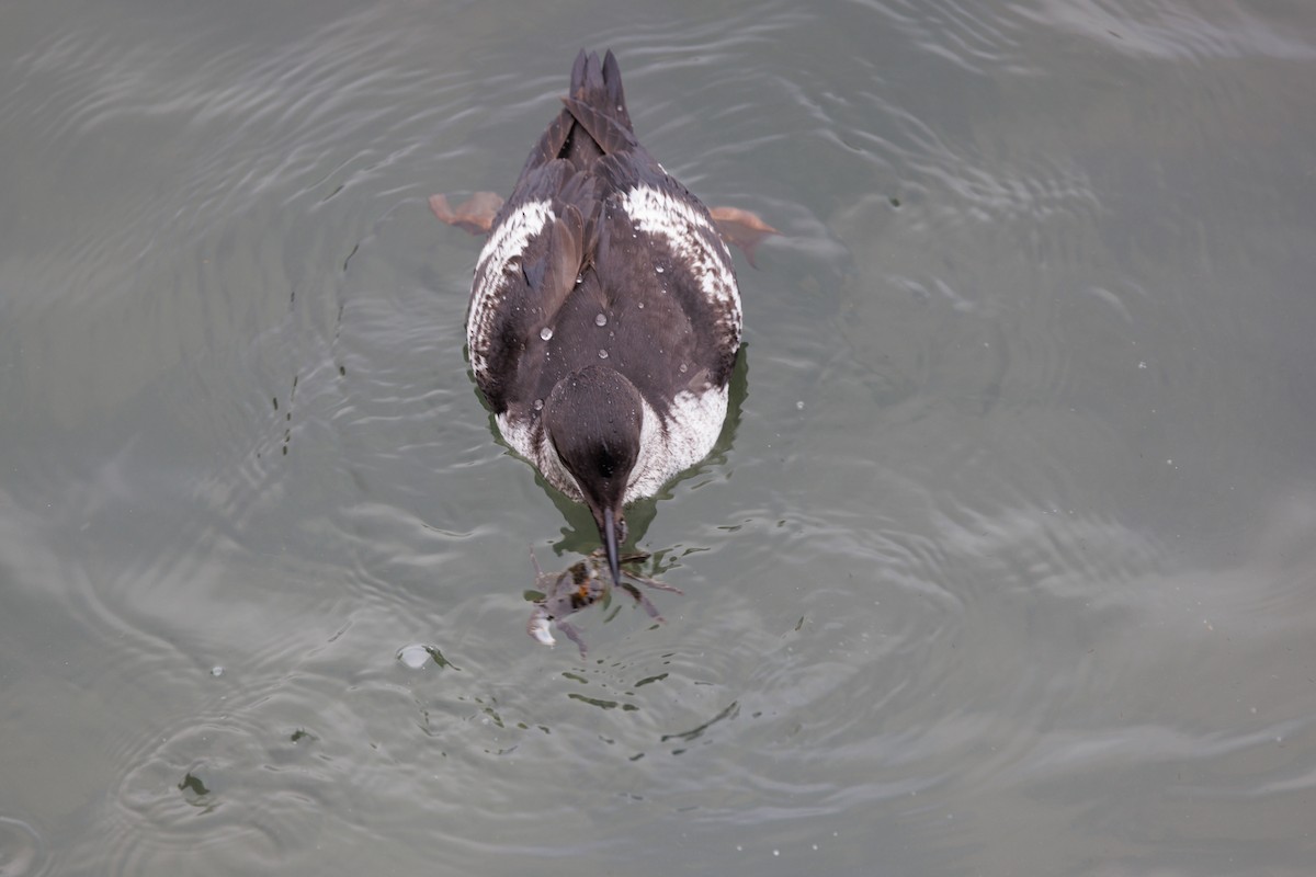 Pigeon Guillemot - ML642852775