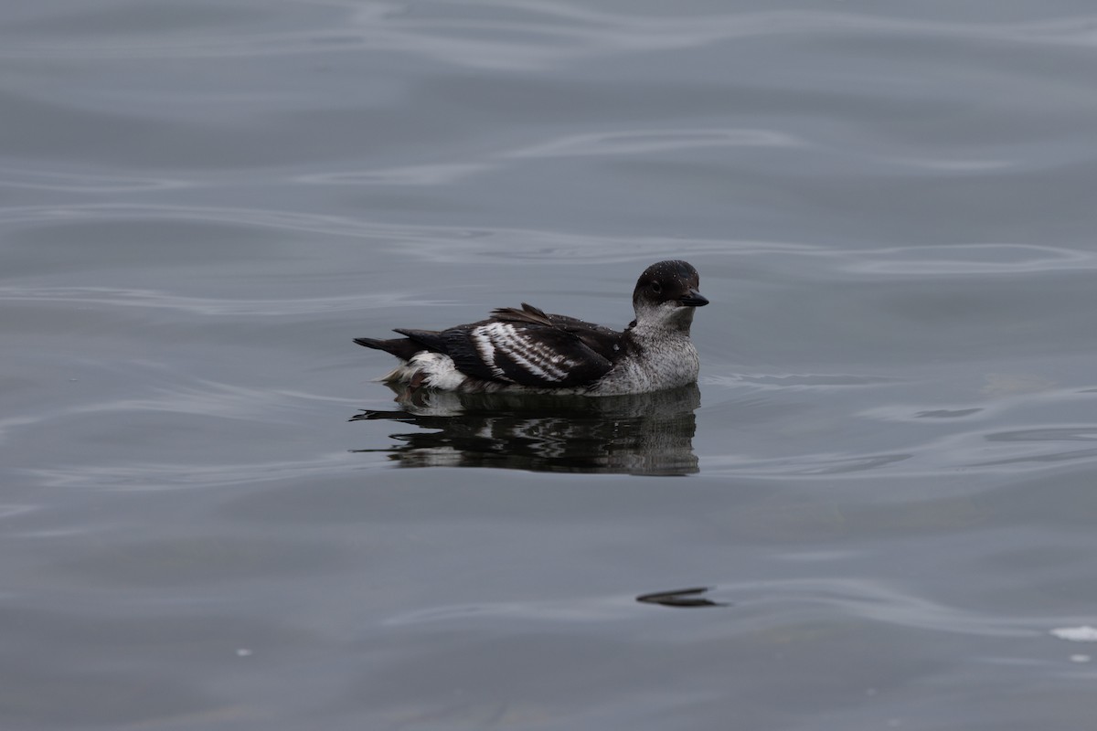 Pigeon Guillemot - ML642852776
