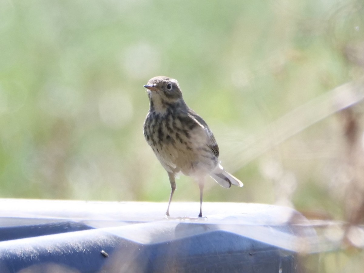 American Pipit - ML642852783