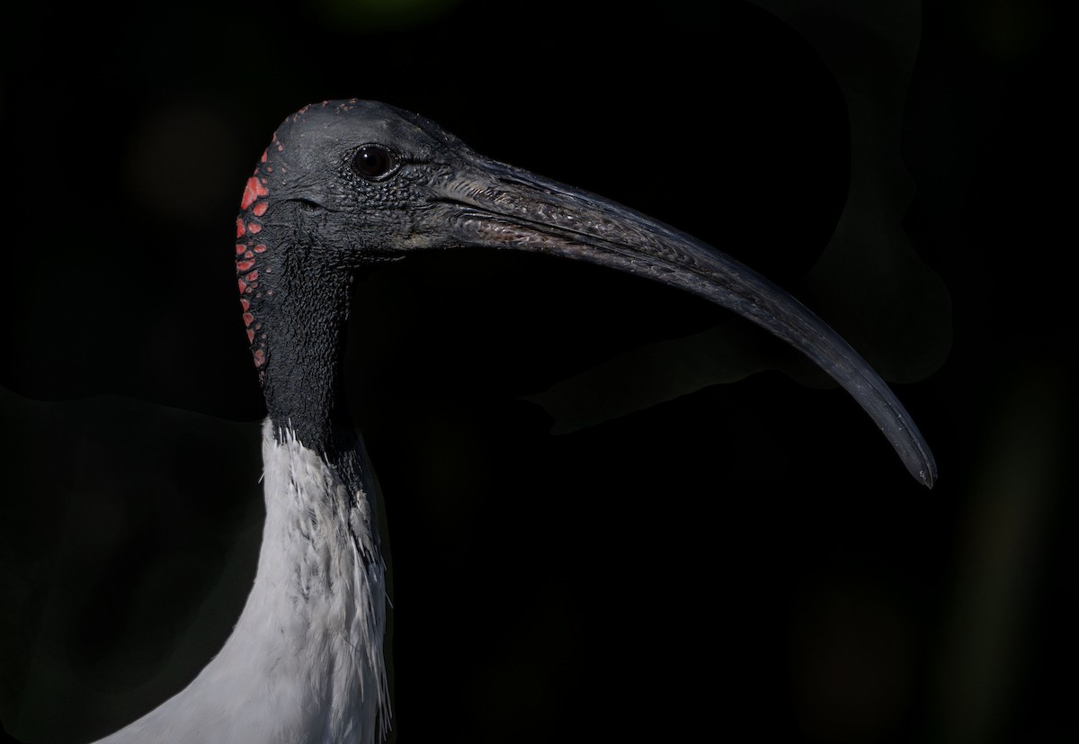 Australian Ibis - ML642852785