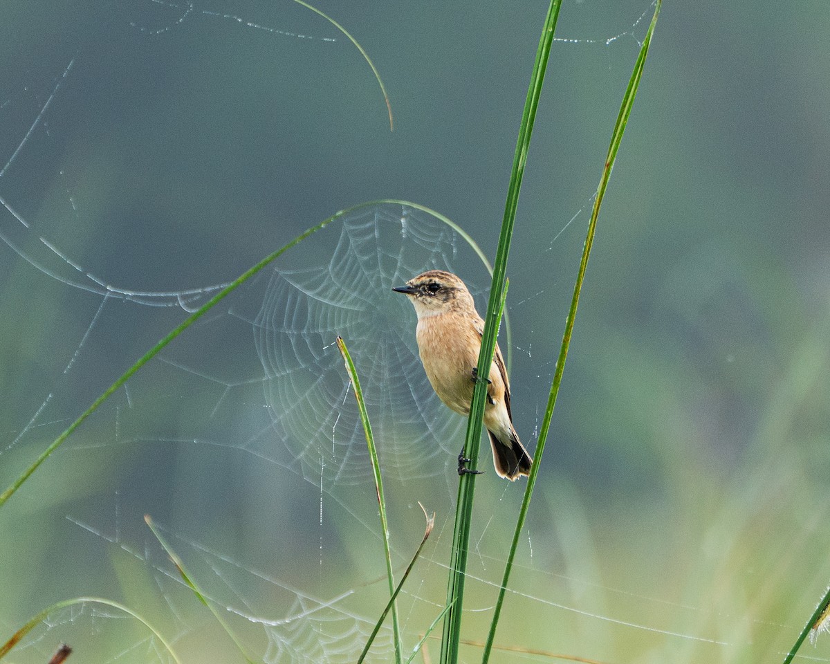 Siberian Stonechat - ML642852786