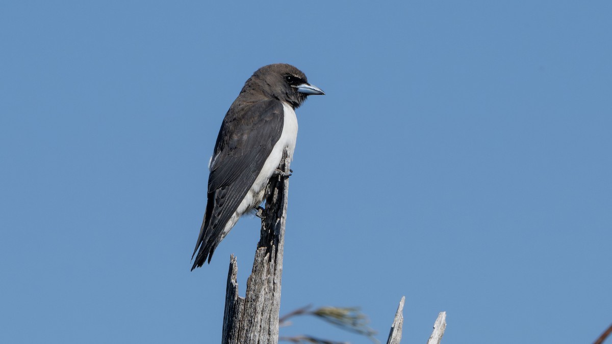 White-breasted Woodswallow - ML642852787