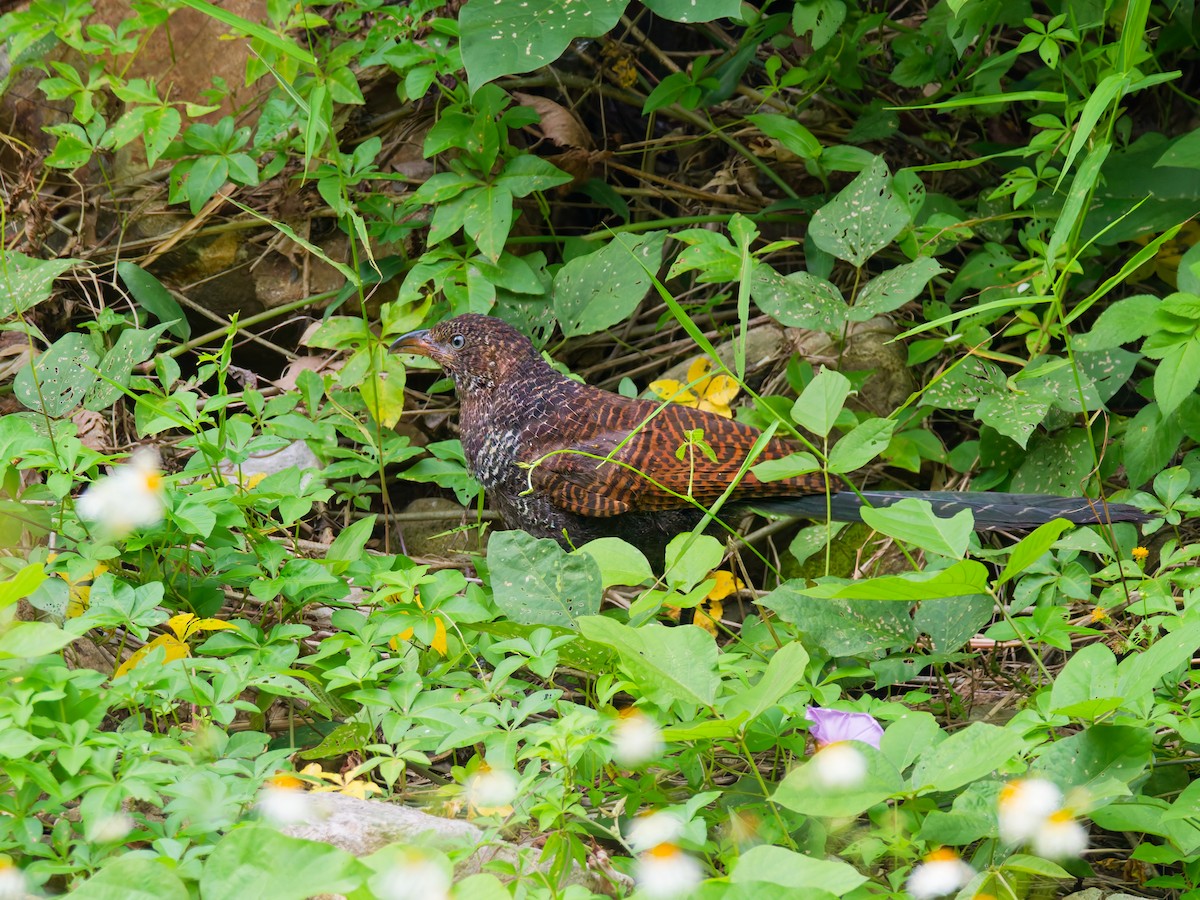 Greater Coucal - ML642852794