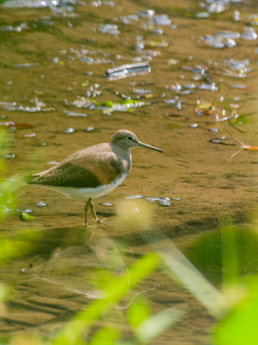 Green Sandpiper - ML642852823