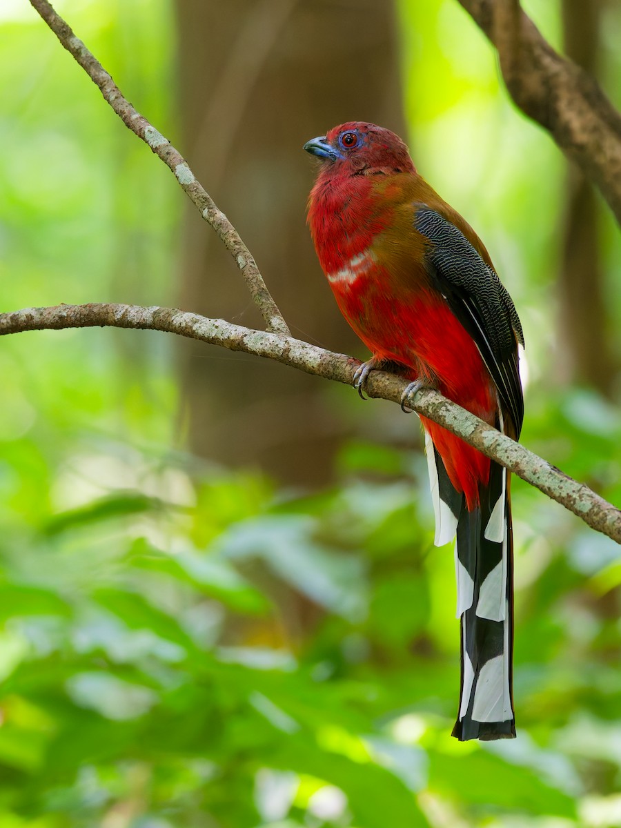 Red-headed Trogon - ML642852838