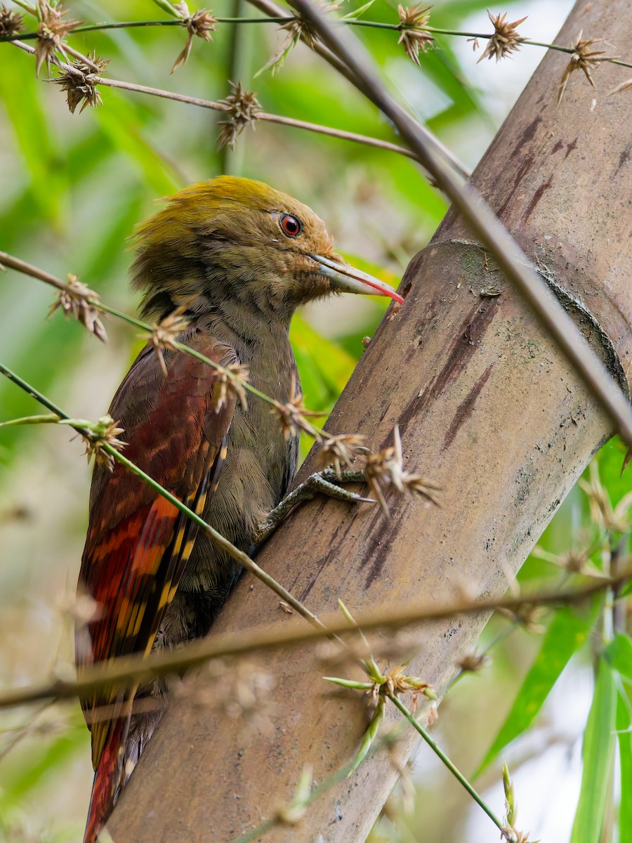 Pale-headed Woodpecker - ML642852845
