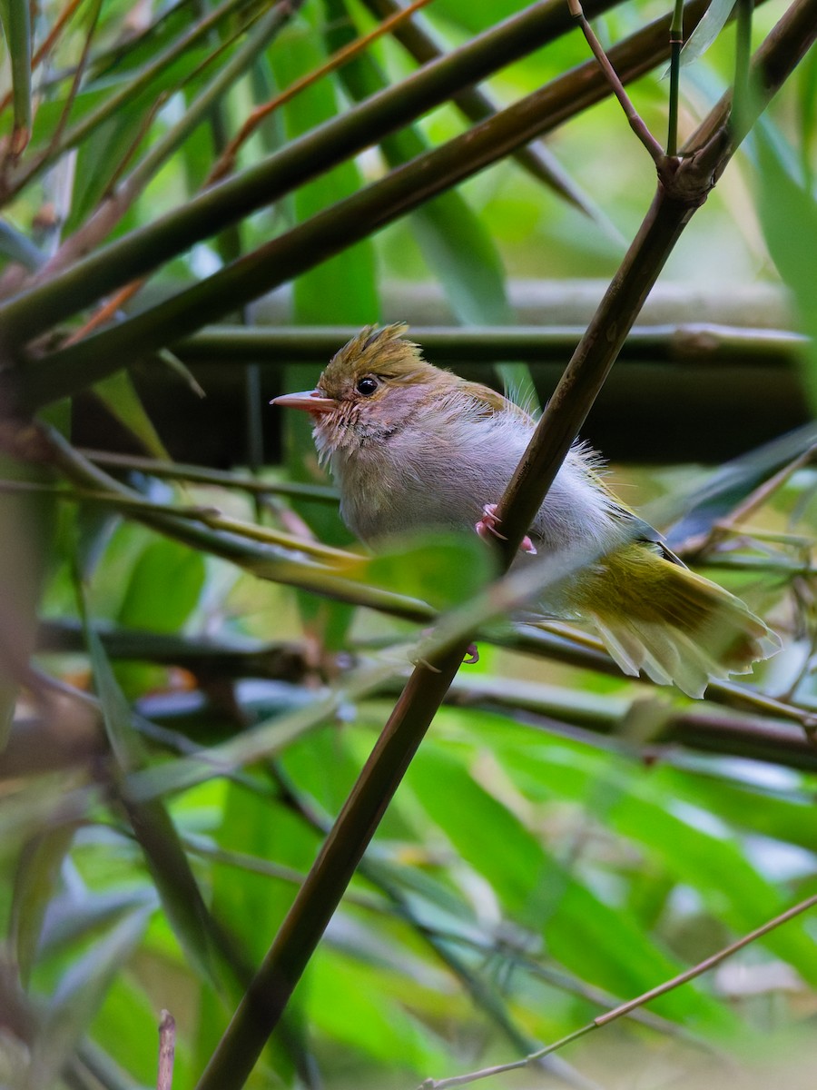 White-bellied Erpornis - ML642852847
