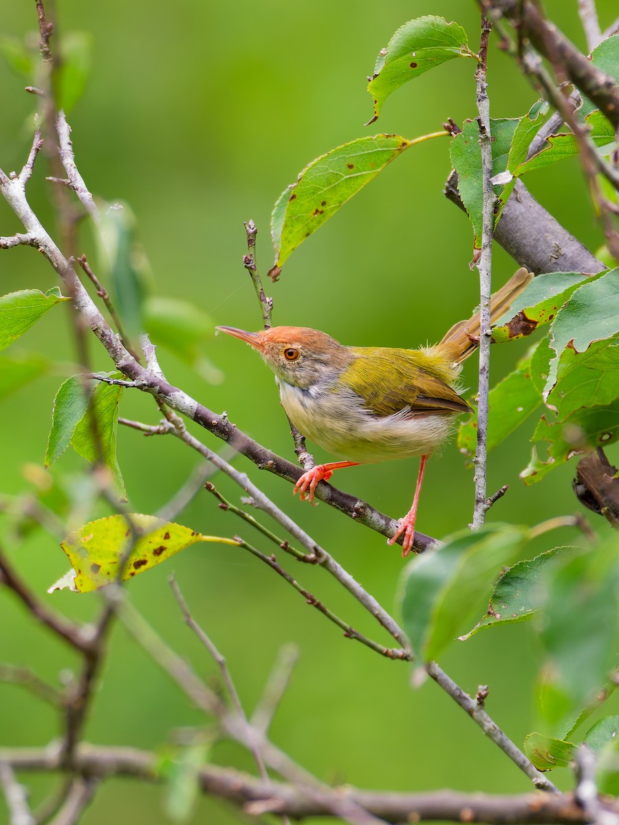 Common Tailorbird - ML642852851