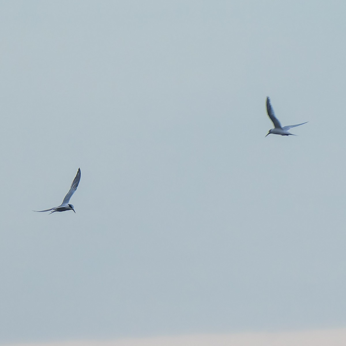 Sandwich Tern - ML642852856