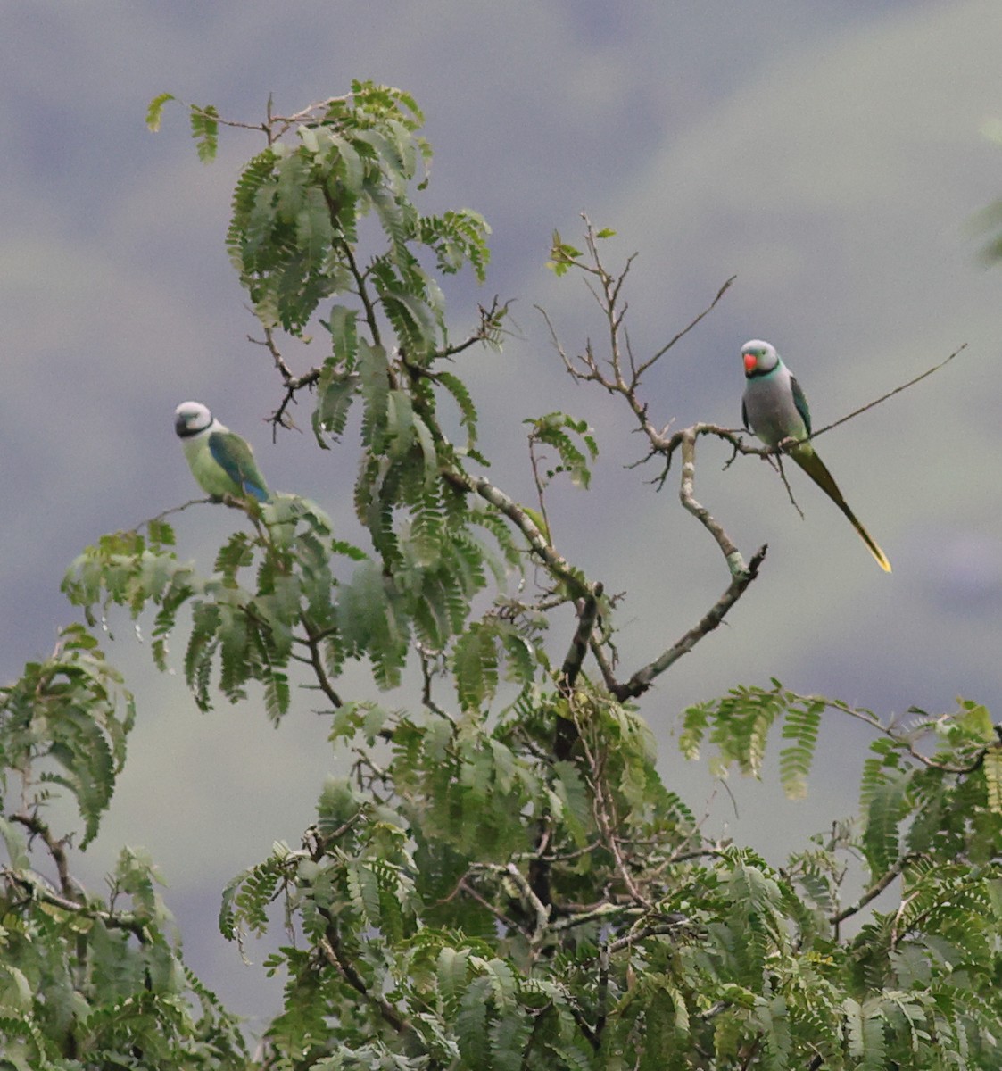 Malabar Parakeet - ML642852858