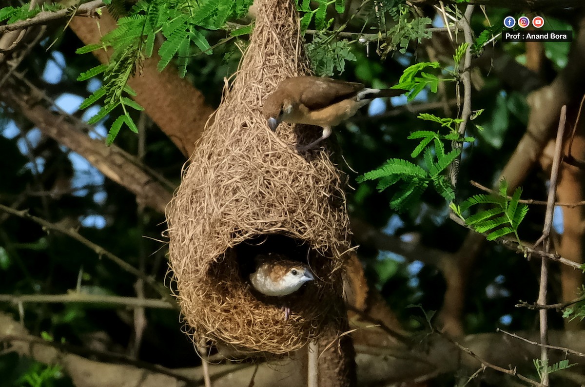 Indian Silverbill - ML642852860