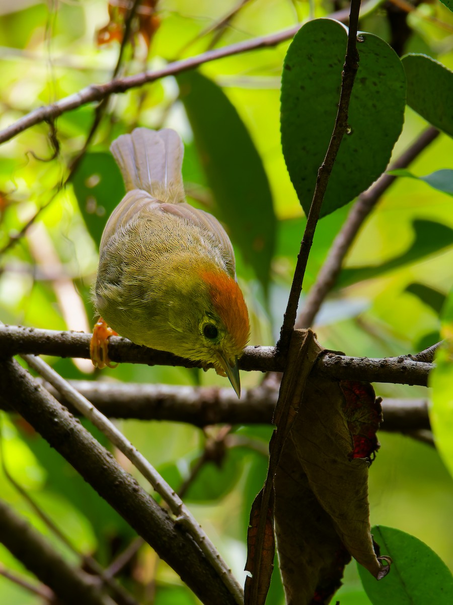 Rufous-capped Babbler - ML642852861