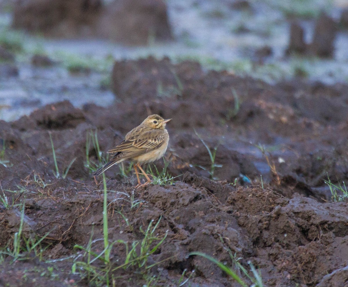 Paddyfield Pipit - ML642852872