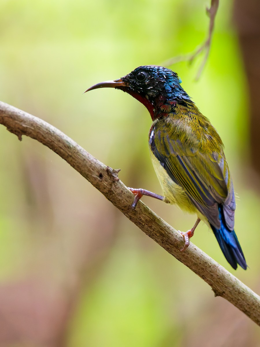Fork-tailed Sunbird - ML642852874